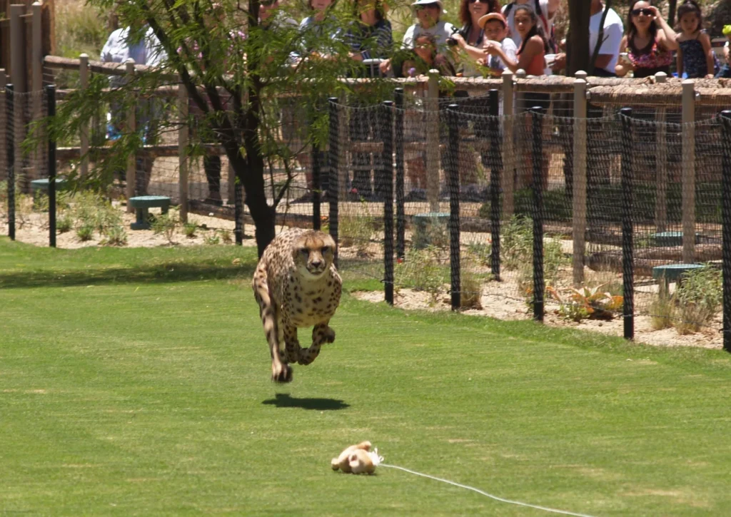 San Diego Zoo Safari Park in Escondido CA